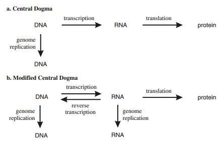 Transkripsi Genom Virus