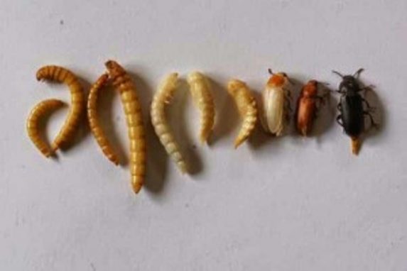 Fase perkembangan semut jepang