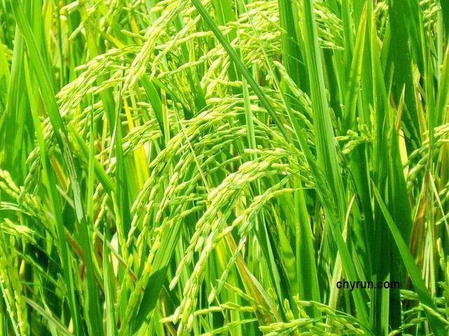 Kultur tanaman padi.Kepik Hitam Menjadi Hama Tanaman Padi Yang Menjengkelkan