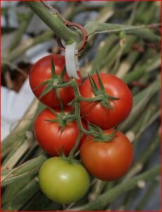 Cara Mudah dan Praktis Budidaya Tomat Di Pekarangan Rumah
