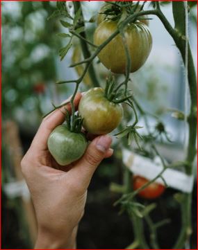 Cara Mudah dan Praktis Budidaya Tomat Di Pekarangan Rumah, hingga masa panen