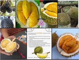 6 Tips Memilih Durian dan Jenis Durian Unggul di Indonesia